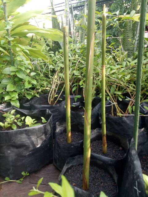 Bibit Kapulaga Hibrida Super Jumbo Kwalitas 1