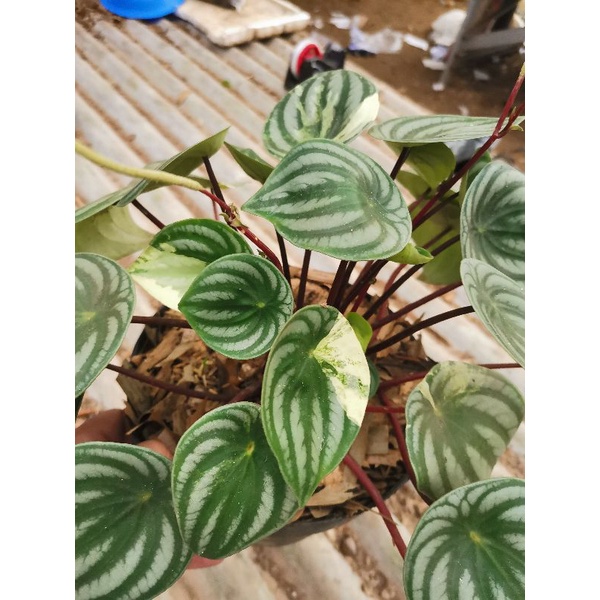 Tanaman bunga Peperomia watermelon variegata / peperomia semangka variegata