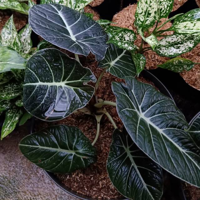 Tanaman Keladi Alocasia Black Velvet Shopee Indonesia