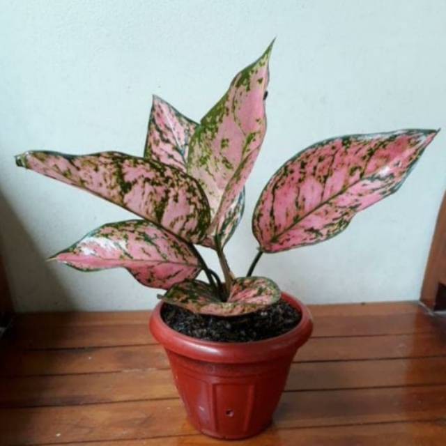 Aglonema lady valentine - aglo lady valentin pink