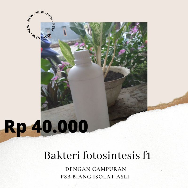 BAKTERI FOTOSINTESIS F1 PSB BIANG KAPSUL ISOLAT