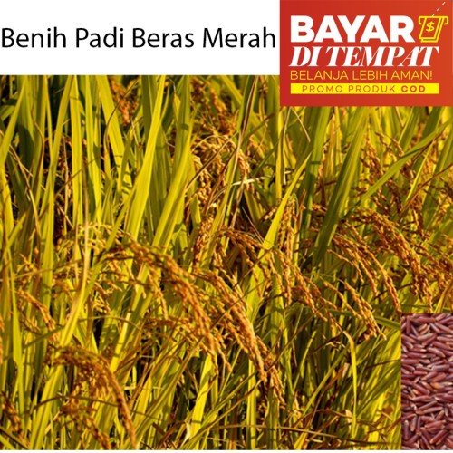 biji/benih/bibit tanaman padi merah /100 biji