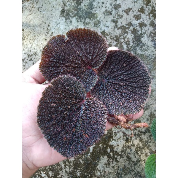 BEGONIA SP SEKADAU