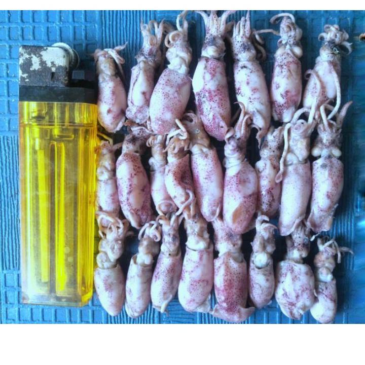 

Miliki BABY CUMI ASIN SEMI BASAH 500 gr