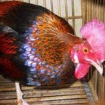

telur ayam bekisar untuk di tetas kan