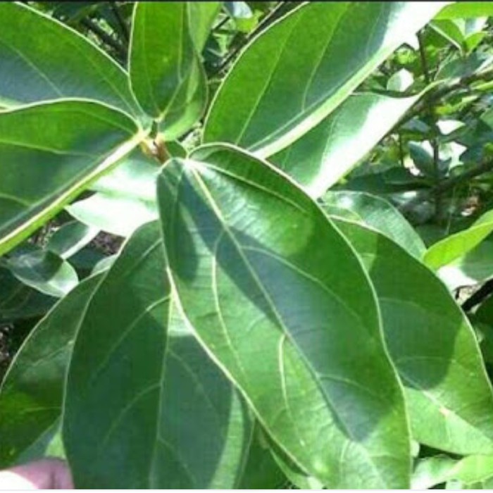 

Daun Cincau Hijau Perdu - Daun Tahulu - Segar 500 Gram