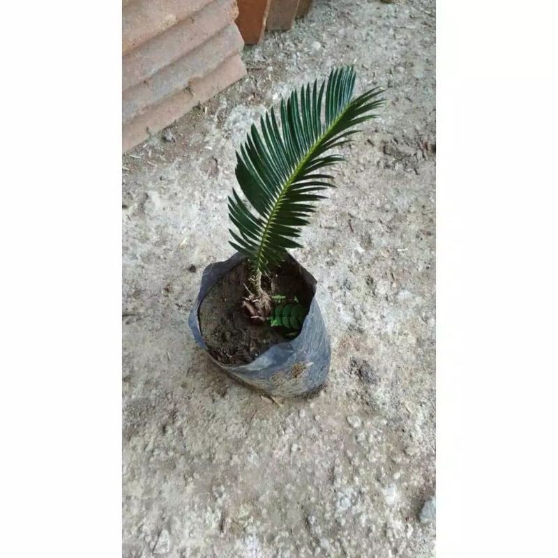 Bibit Sikas Mawar Jambe Mini