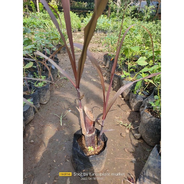 Bibit pohon tebu hitam tebu ireng siap tanam