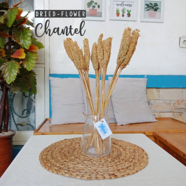 Bunga Kering Chantel / Bunga Kering Gandum / Dried Flower Chantel / Cantel