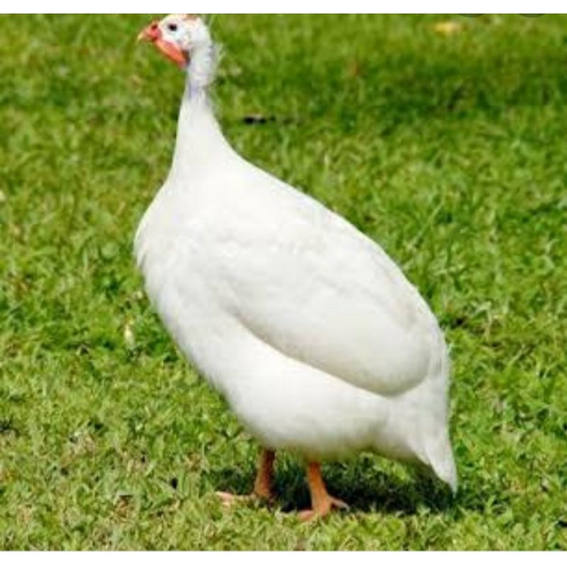 telur fertil ayam mutiara albino