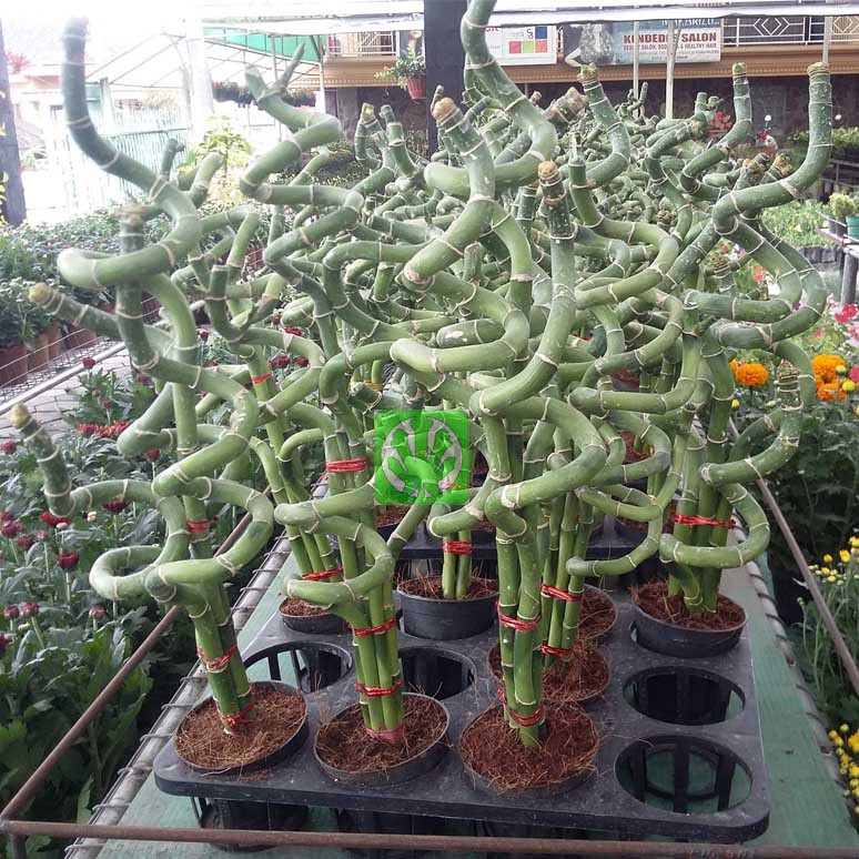 Tanaman Hias Bambu Ulir Spiral Shopee Indonesia Tanaman Hias Bambu Ulir Spiral Shopee Indonesia