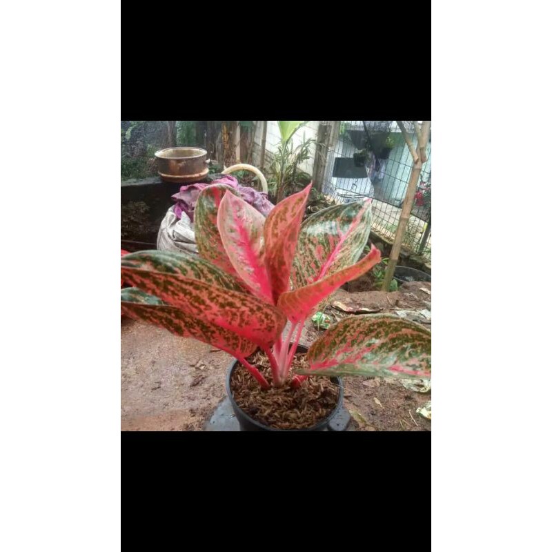 Aglonema Widuri-tanaman hias aglonema widuri-pohon aglonema widuri-bibit aglonema widuri-pohonwiduri