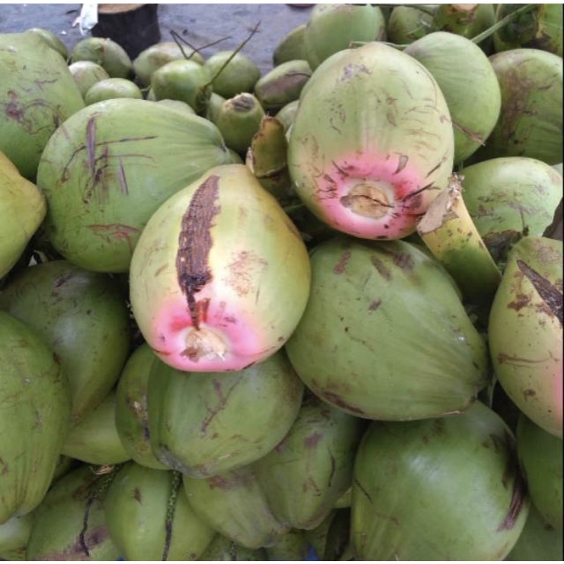 

Kelapa Ijo