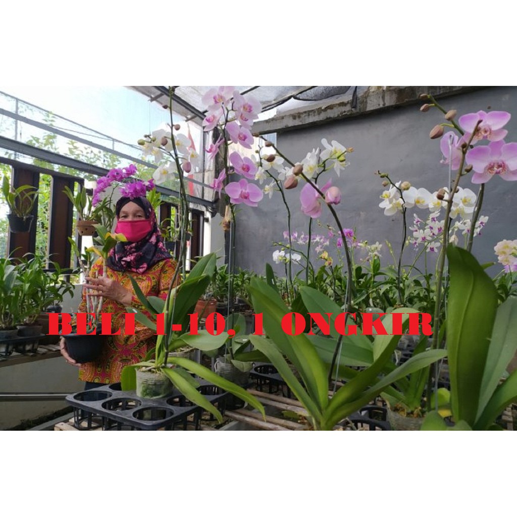 anggrek bulan hybrid silang bibit botol seedling siap semai isi 26 - 31 bibit(rp79. 900)Ahong Orchid