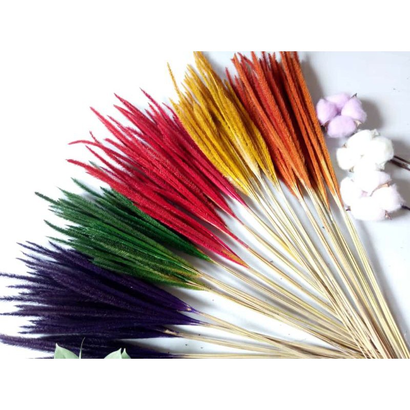 Bunga Sataria Warna / Bunga Kering