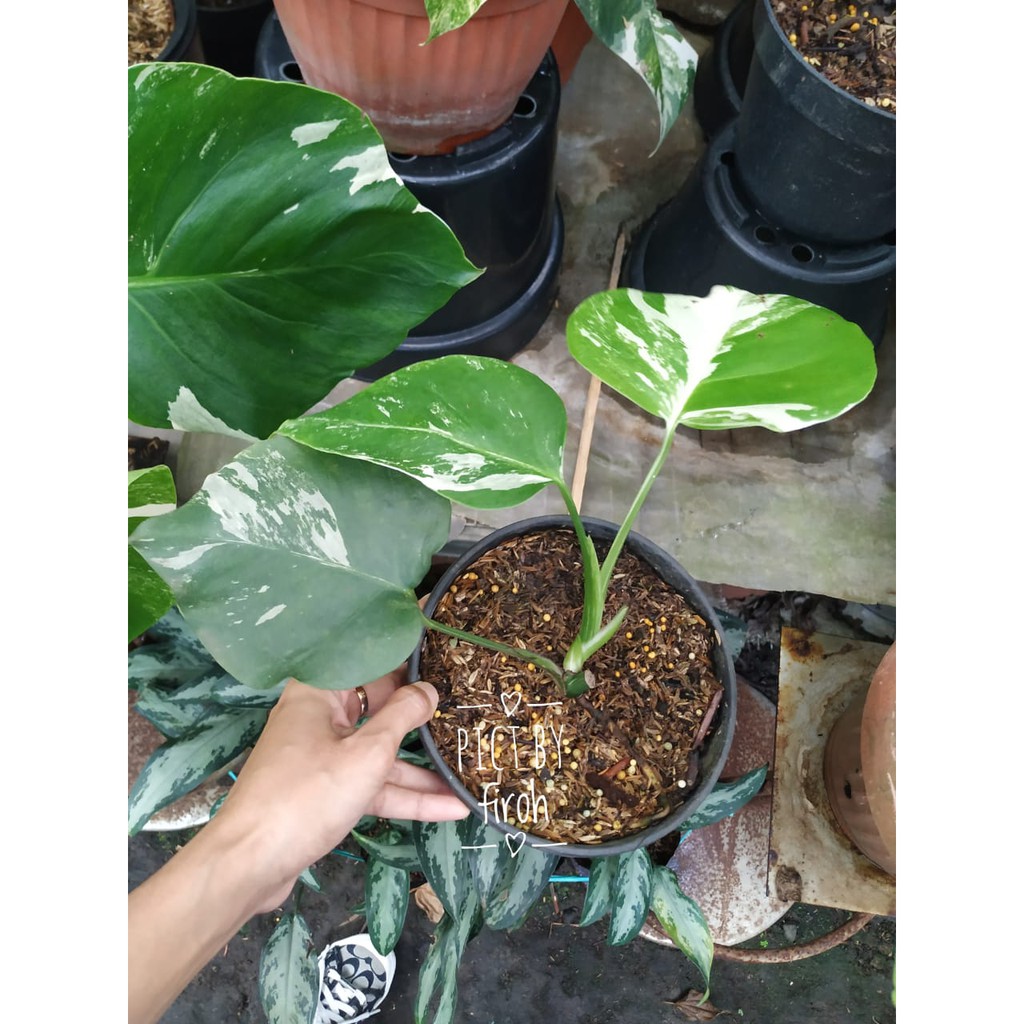 Monstera Variegata Borsigiana