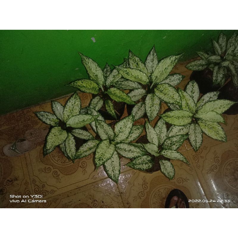 aglonema Siam paragon