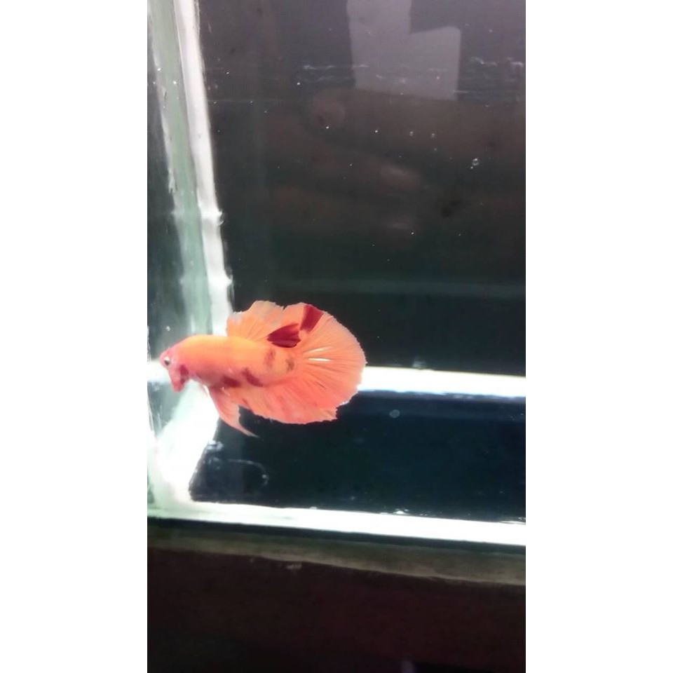 CUPANG NEMO