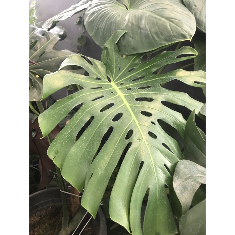 monstera deliciosa king anakan