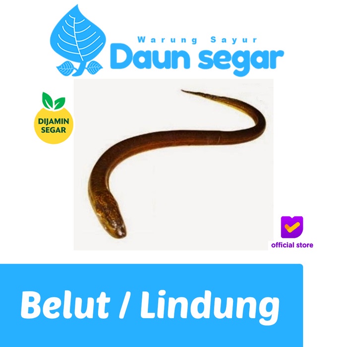 

Belut / Lindung Fresh Hidup