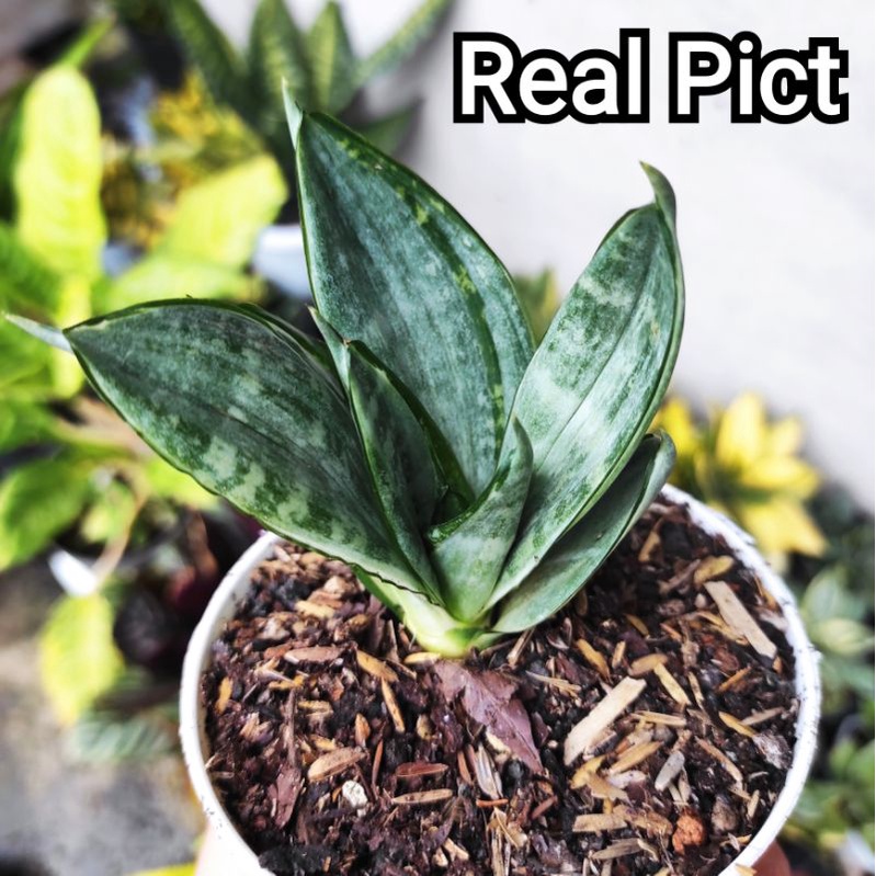 Sansevieria Silver Frost Morgenstern Sansivera Hahnii Mini