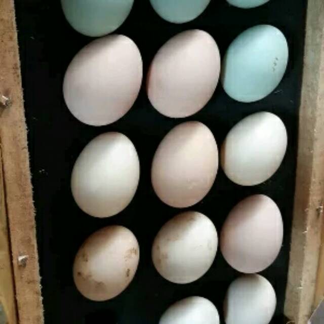 Telur Ayam Bangkok F1 Import Shopee Indonesia