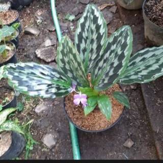 Tanaman Hias Calathea Merak  Calathea Merak  Kalathea 