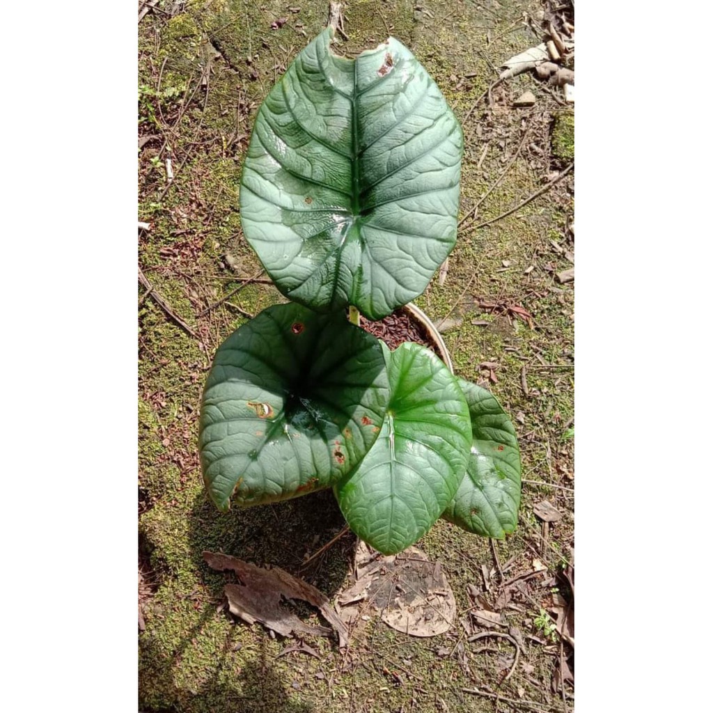 Alocasia Rhino Skin green / Melo Kapuas / Chai