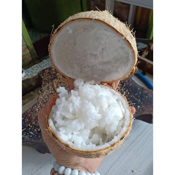 

KELAPA KOPYOR SIZE L ASLI PATI
