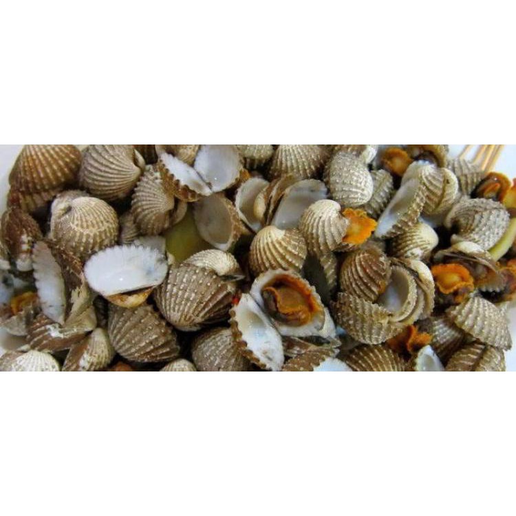 

KERANG DARAH