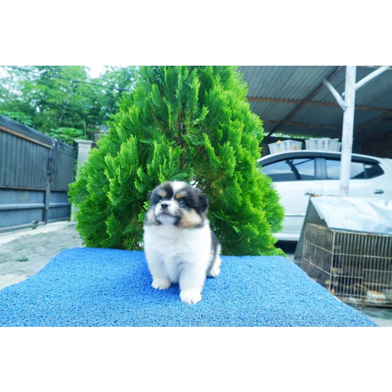 mini Pomeranian/minipom