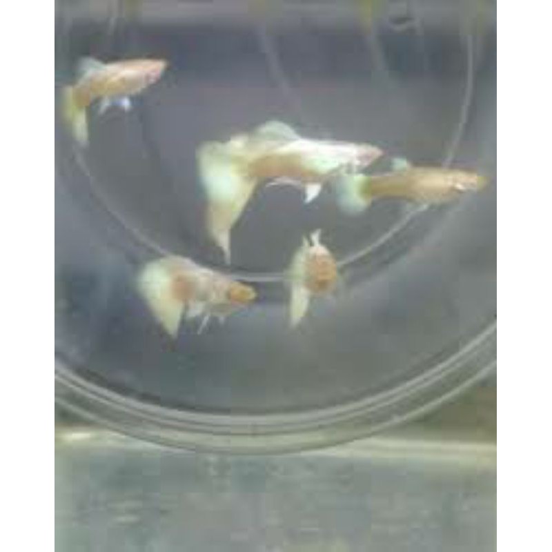 albino full platinum