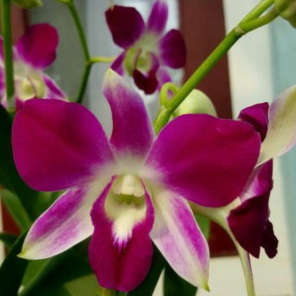 anggrek dendrobium sonia