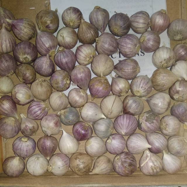 

Bawang Putih Tunggal/ bawang Lanang 250 gram