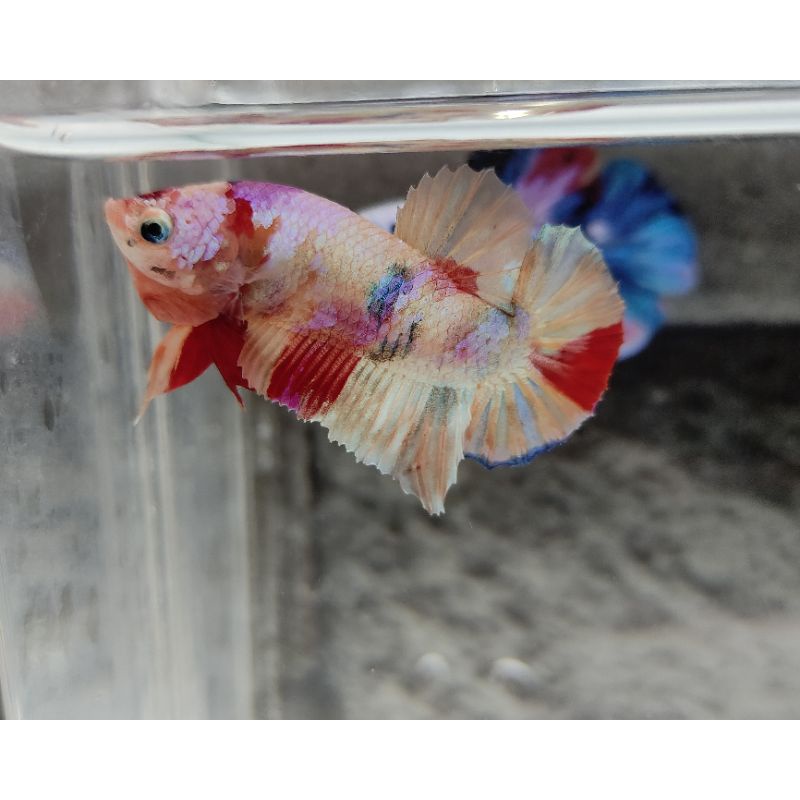 ikan cupang hias candy rainbow gold
