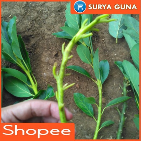 Entres Jual Entres Alpukat Kendil Entres Alpukat Yang Bagus