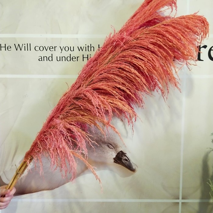 

Pampas Import Colour Punch Pink Pastel sekitar 1.2 mtr Berkualitas