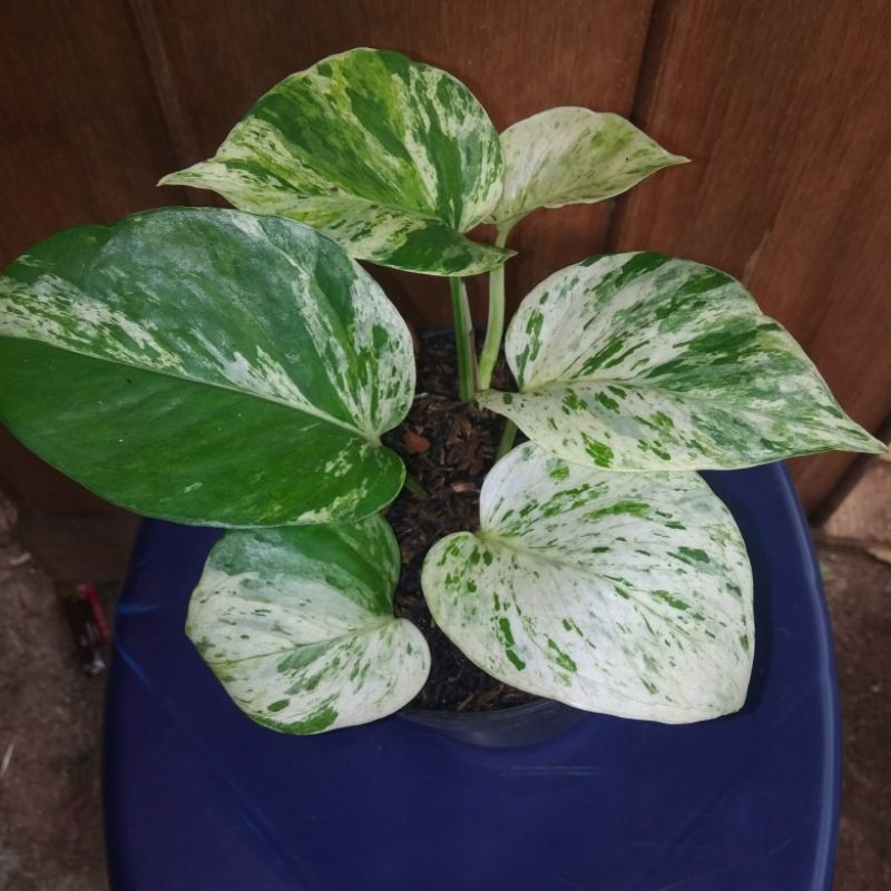 sirih gading marble varigata putih