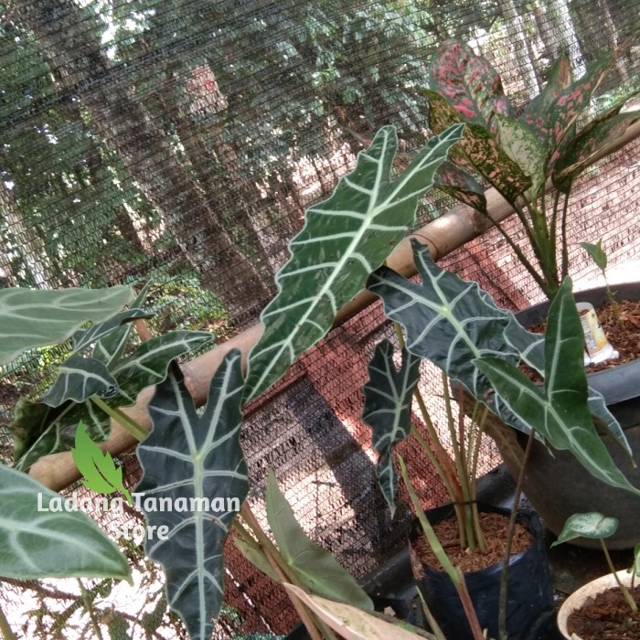 keladi tengkorak hitam/ keladi tengkorak