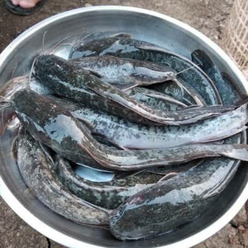 

ikan lele organik segar 500 gram