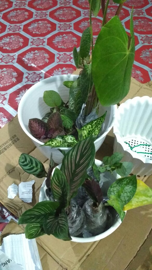 Tanaman Hias Srigading Susu