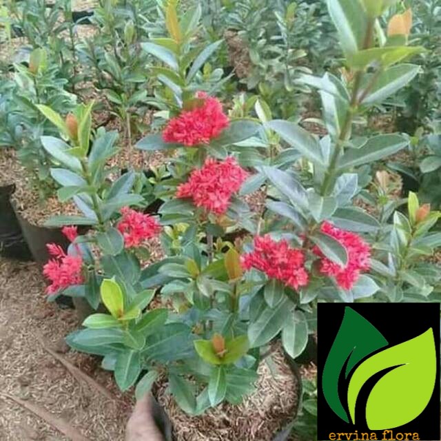 Tanaman bunga asoka india pohon soka india bunga merah