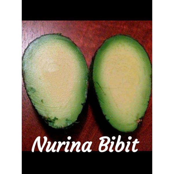 Bibit Alpukat Non Biji Super Terlaris Bisa COD