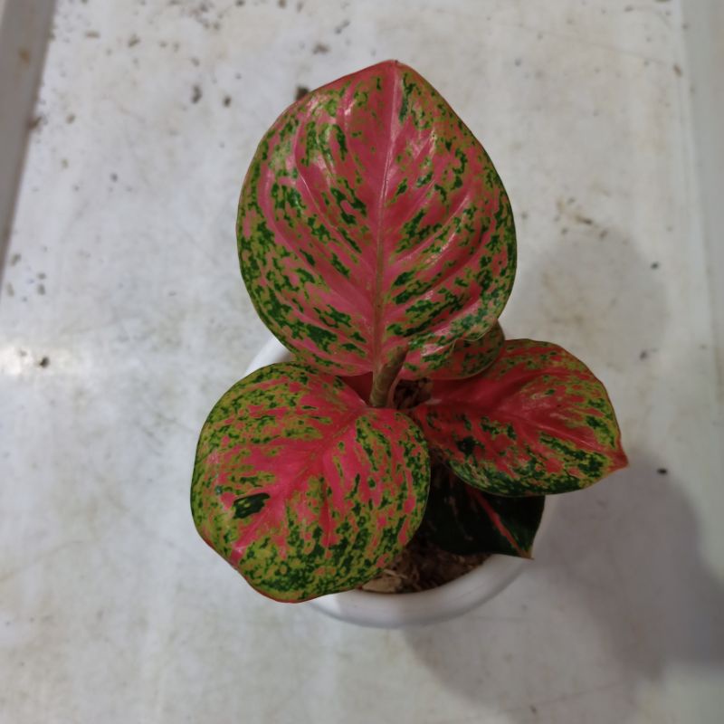 Aglonema Wulandari Lokal