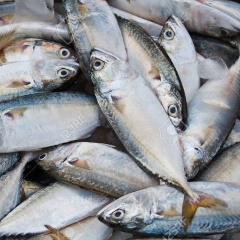 

ikan kembung 500 gram