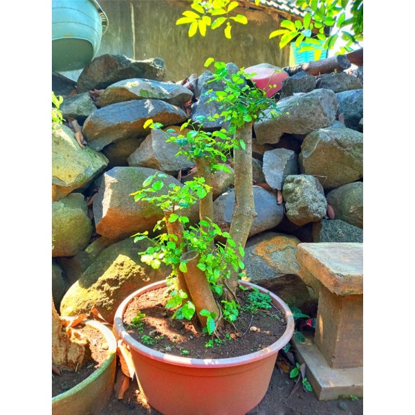 bahan bonsai serut sudah subur jumbo
