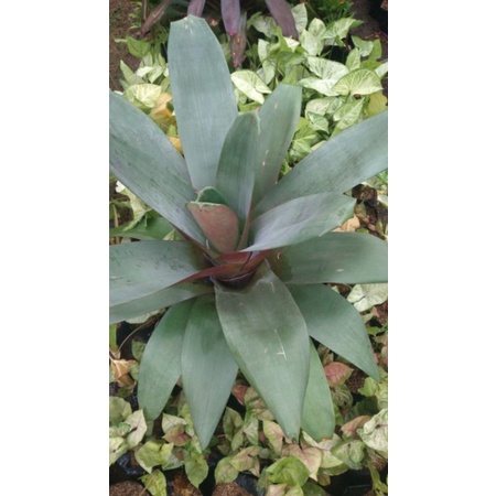 bromelia giant