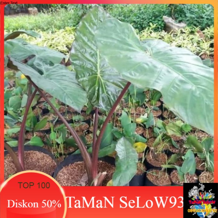 Tanaman Sente Hitam | Pohon Hias Sente Hitam