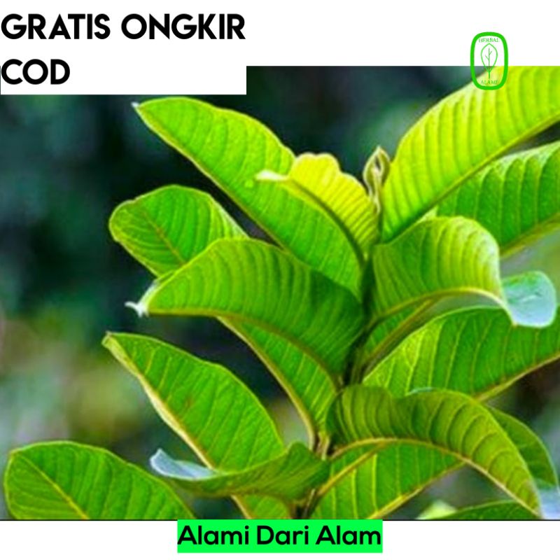 

Daun Herbal Alami Jambu Biji Segar 500 gram