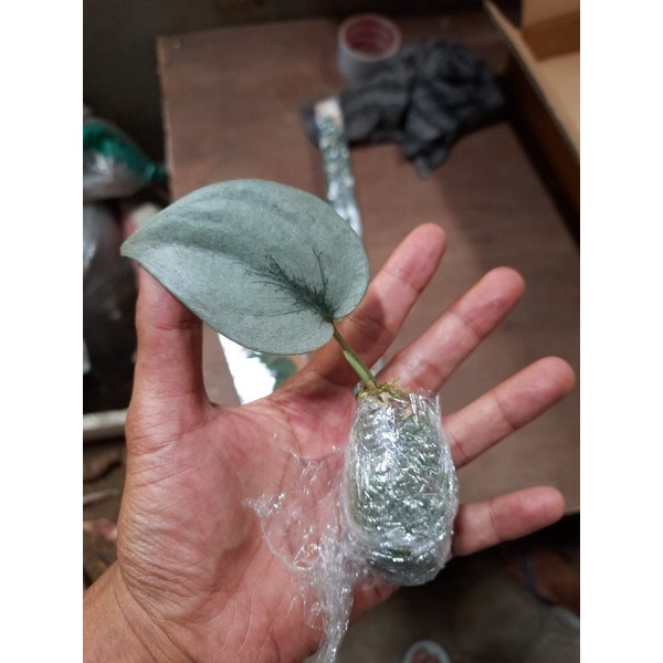 scindapsus silver hero platinum